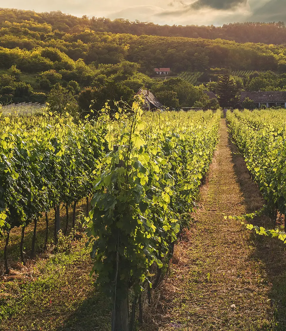 Wine Importing Simplified